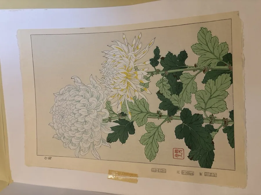 河原崎奨堂「白菊」